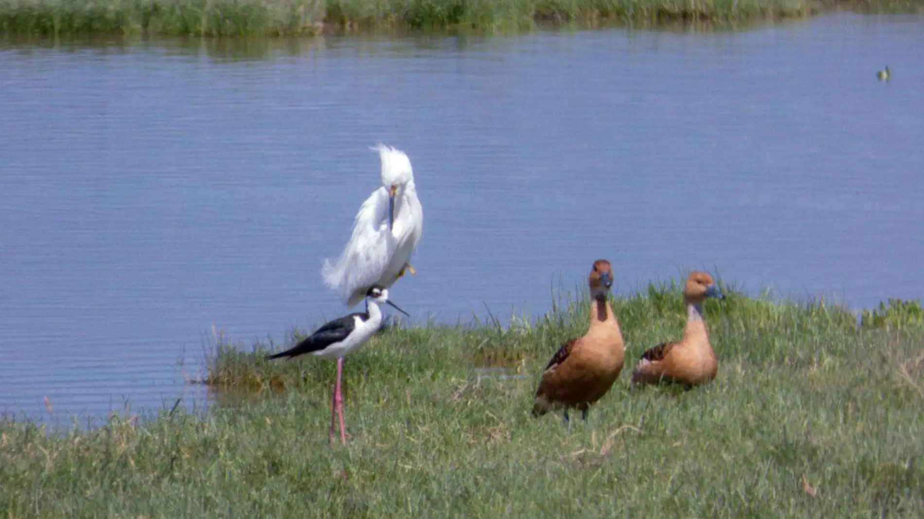 Aves de Cuitzeo 1